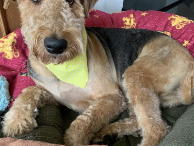 IKC Registered Airedale Terrier in Louth