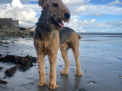 IKC Registered Airedale Terrier in Louth