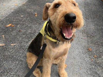 IKC Registered Airedale Terrier in Louth