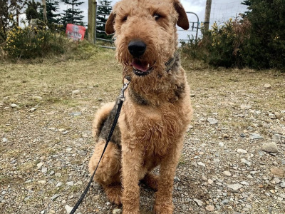 IKC Registered Airedale Terrier in Louth