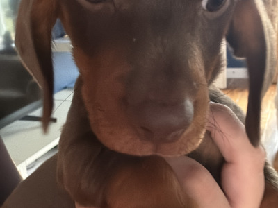 2 gorgeous male Dachshunds