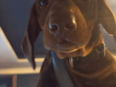 2 gorgeous male Dachshunds