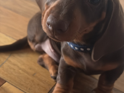 2 gorgeous male Dachshunds