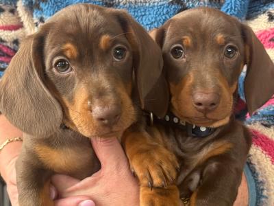 2 gorgeous male Dachshunds