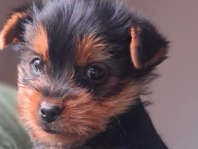 Beautiful male Yorkshire Terrier in Limerick