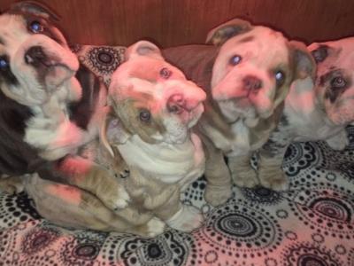 British Bulldog puppies in Cavan females €3,000 only 3 available
