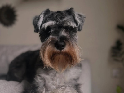 Handsome IKC Registered Miniature Schnauzer for Stud (Dublin / Ireland)