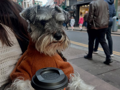Handsome IKC Registered Miniature Schnauzer for Stud (Dublin / Ireland)