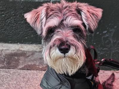 Handsome IKC Registered Miniature Schnauzer for Stud (Dublin / Ireland)