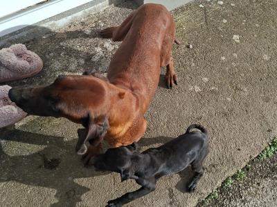 Bavarian Hound crossed with German Pointer