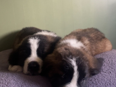 Saint Bernard pups in Laois