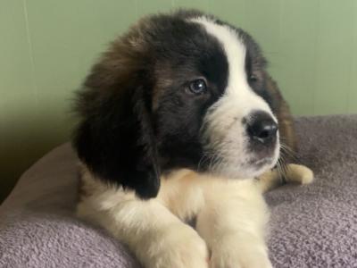 Saint Bernard pups in Laois