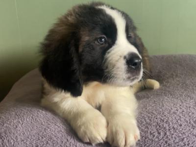 Saint Bernard puppies in Laois