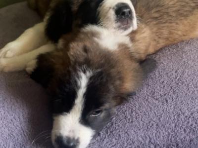 Saint Bernard pups in Laois
