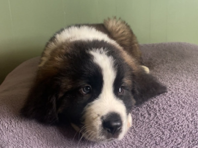Saint Bernard pups in Laois