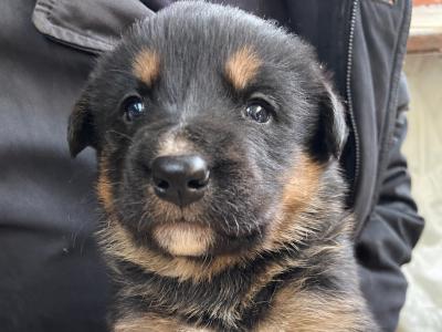 Bernese Mountain Dog + Golden Retriever