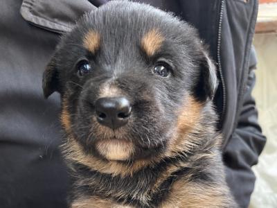 Female Bernese Mountain Dog x Golden Retriever puppy 3 months old in Monaghan