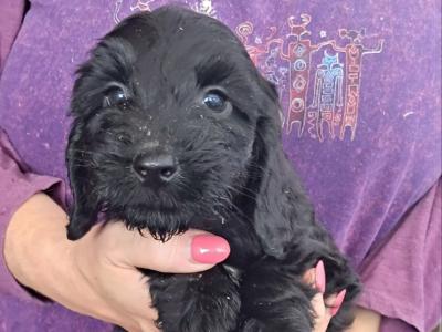 F1 Cockapoo puppies in Cork