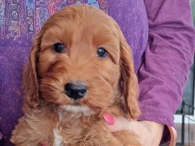 F1 Cockapoo puppies in Cork