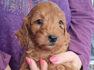 F1 Cockapoo puppies in Cork