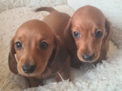 IKC Registered (pending) Smooth haired Dachshund puppies in Dublin