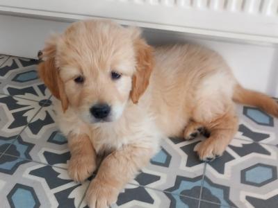 IKC Registered (pending) Golden Retriever puppies in Kilkenny