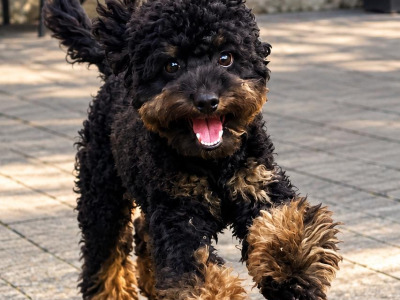 Stunning Small  Miniature Poodle – IKC Registered, Genetically Health Tested & Proven Stud 🐩