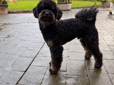 Stunning Small  Miniature Poodle – IKC Registered, Genetically Health Tested & Proven Stud 🐩