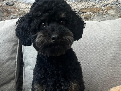 Stunning Small  Miniature Poodle – IKC Registered, Genetically Health Tested & Proven Stud 🐩