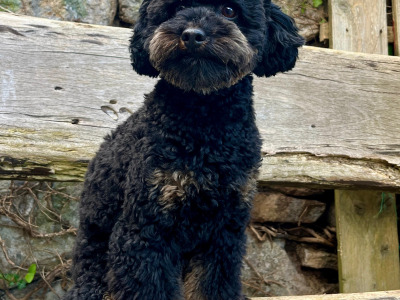 Stunning Small  Miniature Poodle – IKC Registered, Genetically Health Tested & Proven Stud 🐩