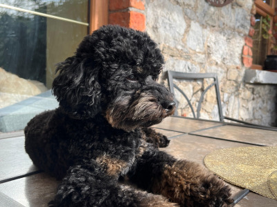 Stunning Small  Miniature Poodle – IKC Registered, Genetically Health Tested & Proven Stud 🐩