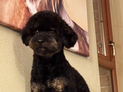 Stunning Small  Miniature Poodle – IKC Registered, Genetically Health Tested & Proven Stud 🐩