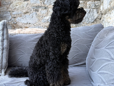 Stunning Small  Miniature Poodle – IKC Registered, Genetically Health Tested & Proven Stud 🐩