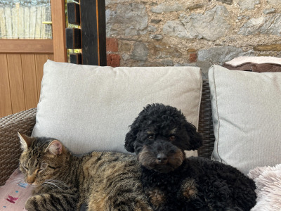 Stunning Small  Miniature Poodle – IKC Registered, Genetically Health Tested & Proven Stud 🐩