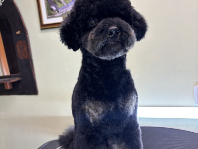 Stunning Small  Miniature Poodle – IKC Registered, Genetically Health Tested & Proven Stud 🐩