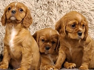 Cavalier king Charles