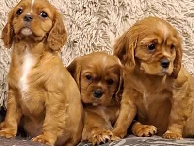Cavalier king Charles