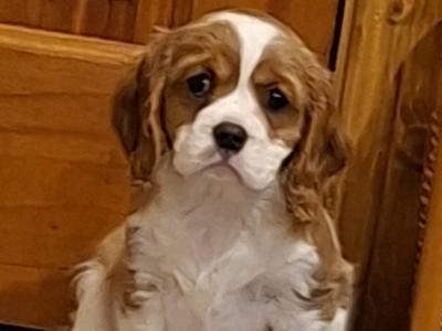 Cavalier king Charles