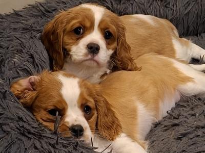 Cavalier king Charles