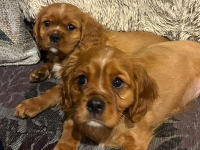 Cavalier king Charles