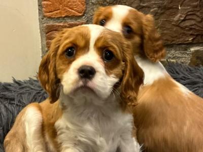 Cavalier king Charles
