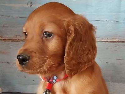 Irish Red Setter puppies in Kilkenny