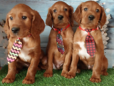 Irish Red Setter puppies in Kilkenny