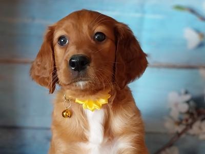 Irish Red Setter puppies in Kilkenny
