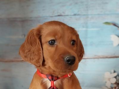 Irish Red Setter puppies in Kilkenny