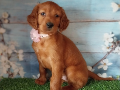 Irish Red Setter puppies in Kilkenny