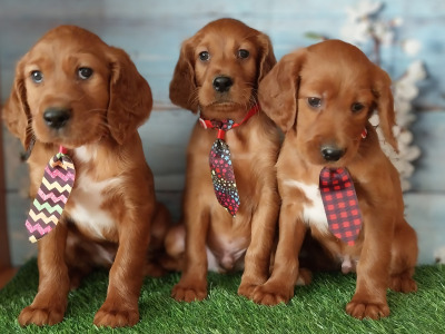 Irish Red Setter puppies in Kilkenny