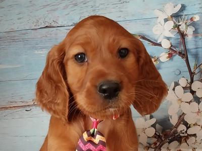 Irish Red Setter puppies in Kilkenny