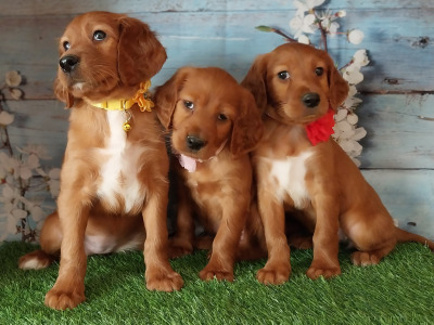 Irish Red Setter puppies in Kilkenny