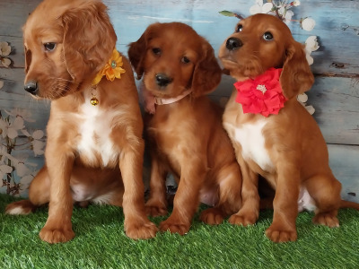 Irish Red Setter puppies in Kilkenny